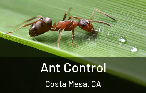  Ant Control Costa Mesa, CA