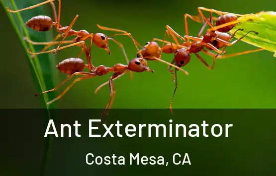  Ant Exterminator Costa Mesa, CA
