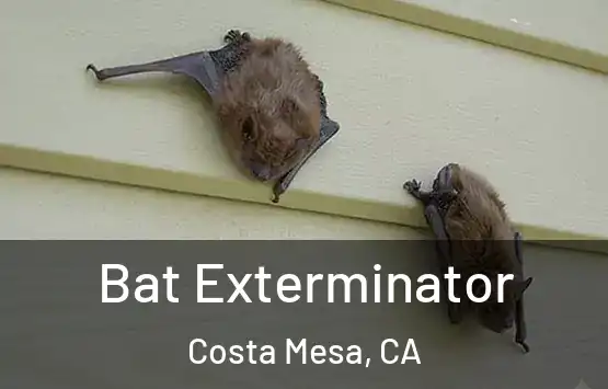  Bat Exterminator Costa Mesa, CA