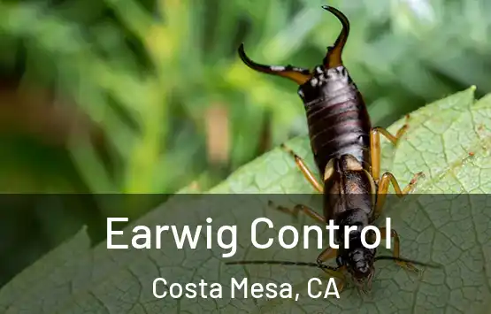  Earwig Control Costa Mesa, CA