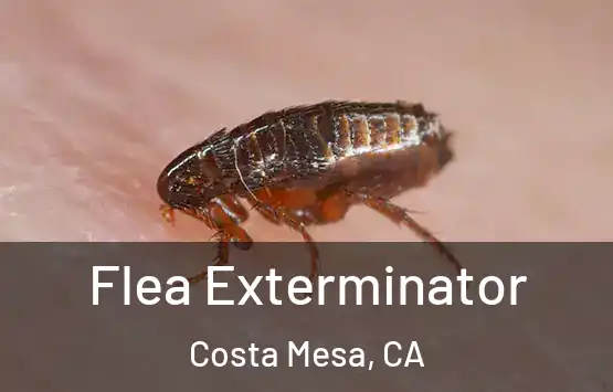  Flea Exterminator Costa Mesa, CA