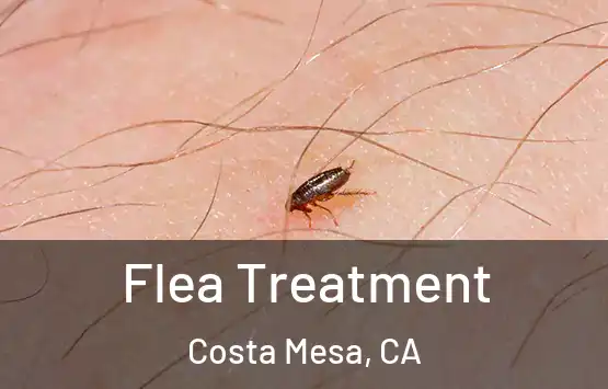  Flea Treatment Costa Mesa, CA
