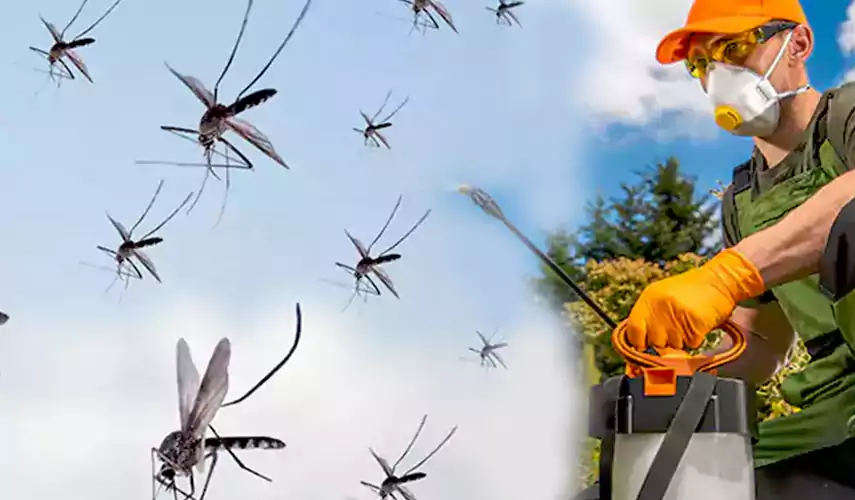 Mosquito Pest Control in Costa Mesa, CA