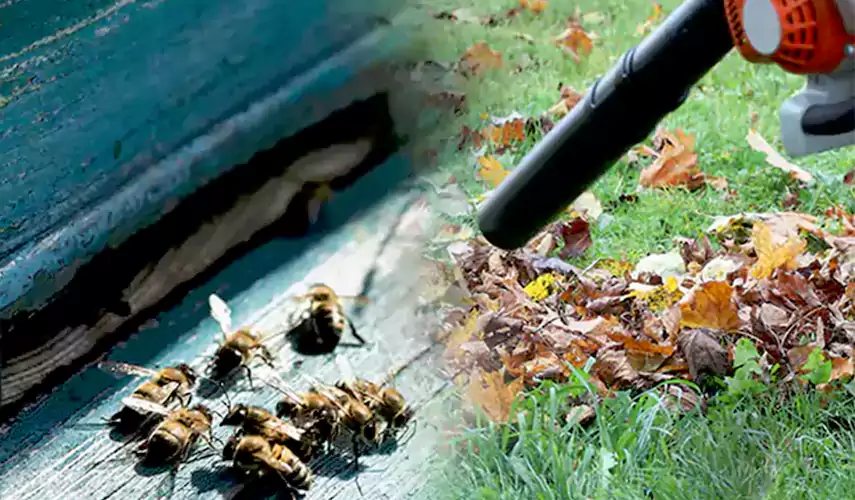 Wasps Pest Control Costa Mesa, CA