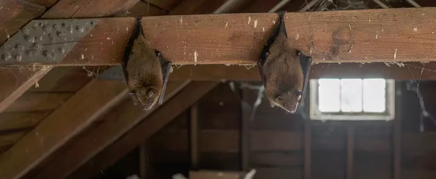 bat-exterminator in Costa Mesa, CA