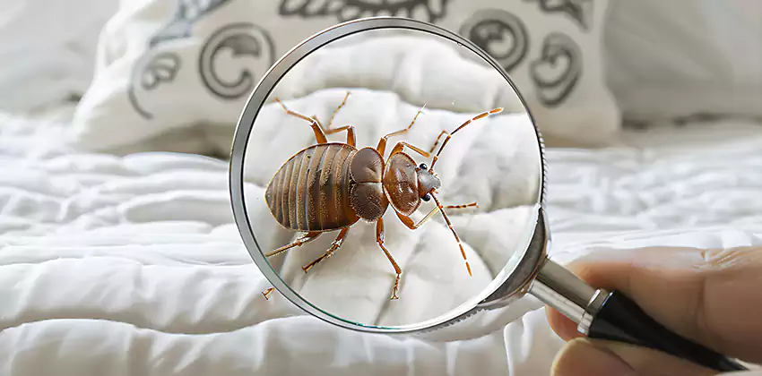 bed-bug-pest-control in Costa Mesa, CA