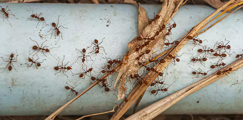 Fire Ant Extermination in Yards, Parks, and Outdoor Spaces Costa Mesa, CA