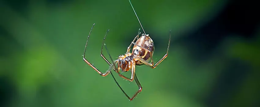 Spider and Mosquito Control Solutions Costa Mesa, CA