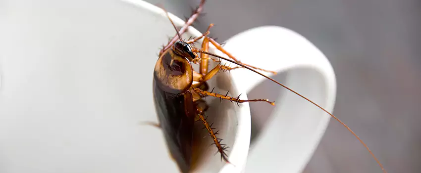 cockroach-treatment in Costa Mesa, CA