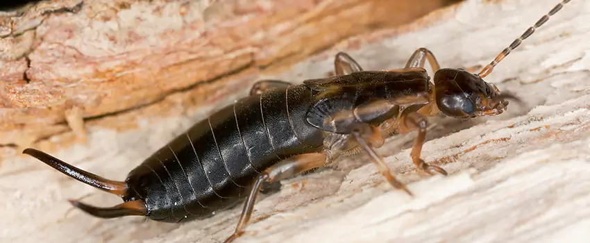 earwig-control in Costa Mesa, CA