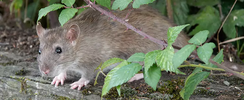 mice-control in Costa Mesa, CA