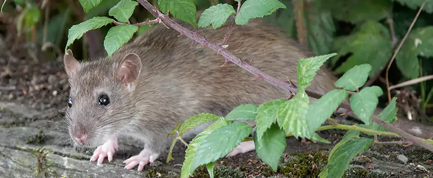 mouse-control in Costa Mesa, CA