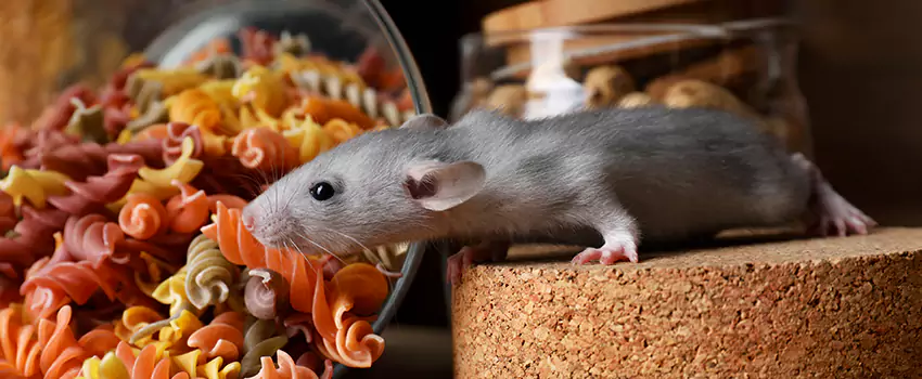 mouse-exterminator in Costa Mesa, CA