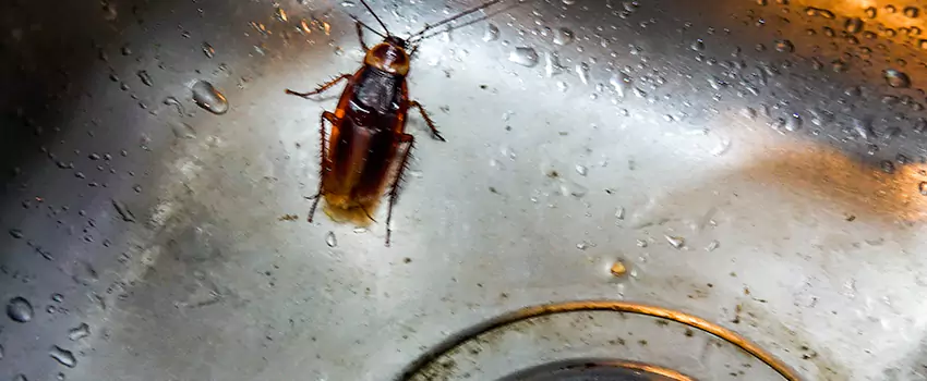 roach-control in Costa Mesa, CA