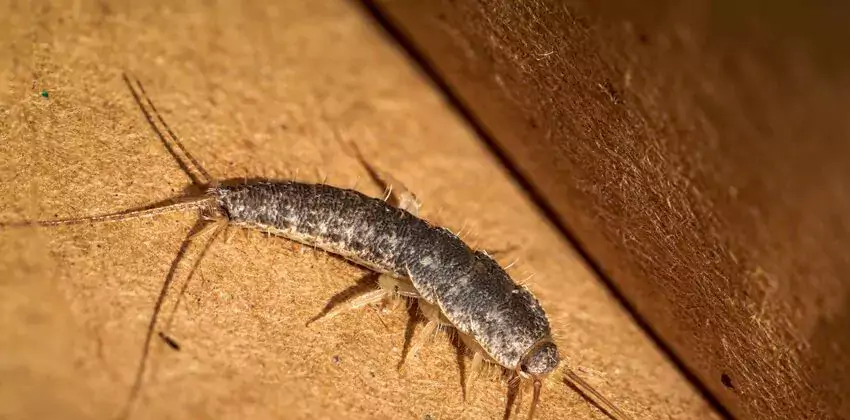 silverfish-control in Costa Mesa, CA