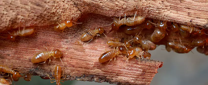 termite-treatment in Costa Mesa, CA