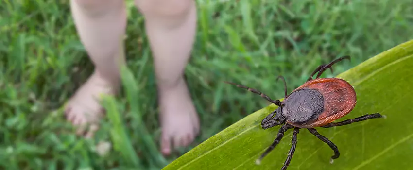 tick-treatment-for-yard in Costa Mesa, CA