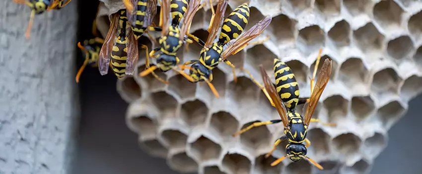 wasp-pest-control in Costa Mesa, CA