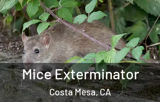 Mice Exterminator Costa Mesa, CA