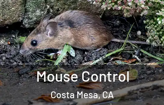  Mouse Control Costa Mesa, CA