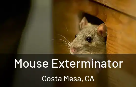  Mouse Exterminator Costa Mesa, CA