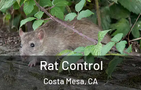  Rat Control Costa Mesa, CA