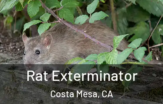  Rat Exterminator Costa Mesa, CA
