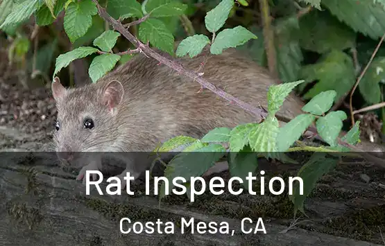  Rat Inspection Costa Mesa, CA
