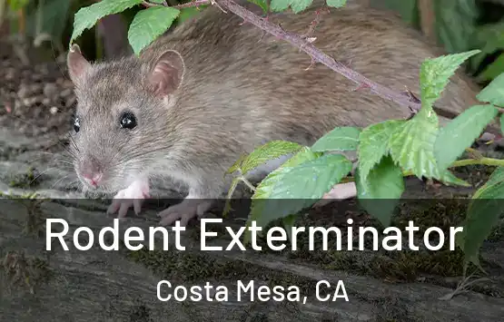  Rodent Exterminator Costa Mesa, CA
