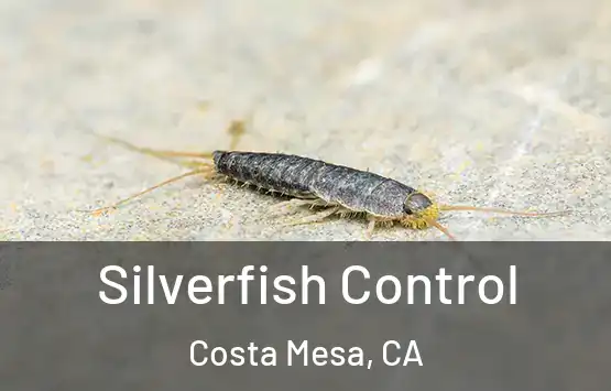  Silverfish Control Costa Mesa, CA