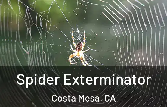  Spider Exterminator Costa Mesa, CA