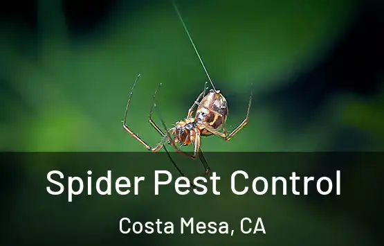  Spider Pest Control Costa Mesa, CA