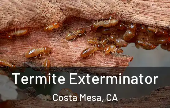  Termite Exterminator Costa Mesa, CA