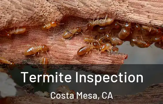  Termite Inspection Costa Mesa, CA
