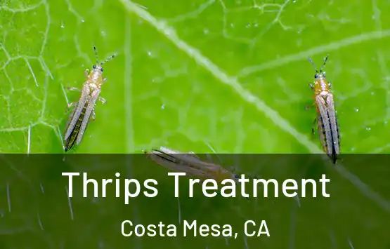  Thrips Treatment Costa Mesa, CA