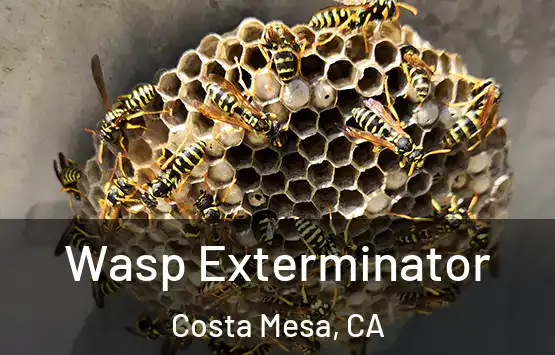  Wasp Exterminator Costa Mesa, CA