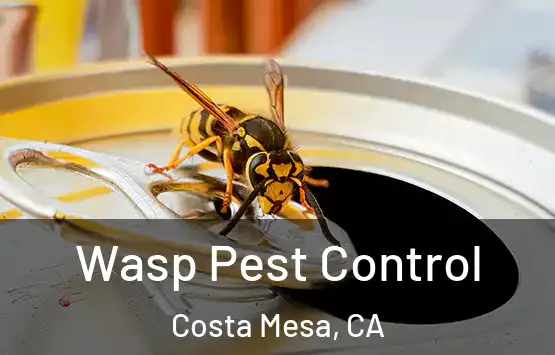  Wasp Pest Control Costa Mesa, CA
