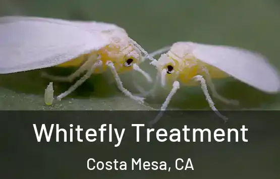  Whitefly Treatment Costa Mesa, CA