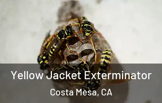  Yellow Jacket Exterminator Costa Mesa, CA